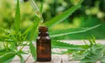 Are Delta 10 THC Tinctures Right For You?