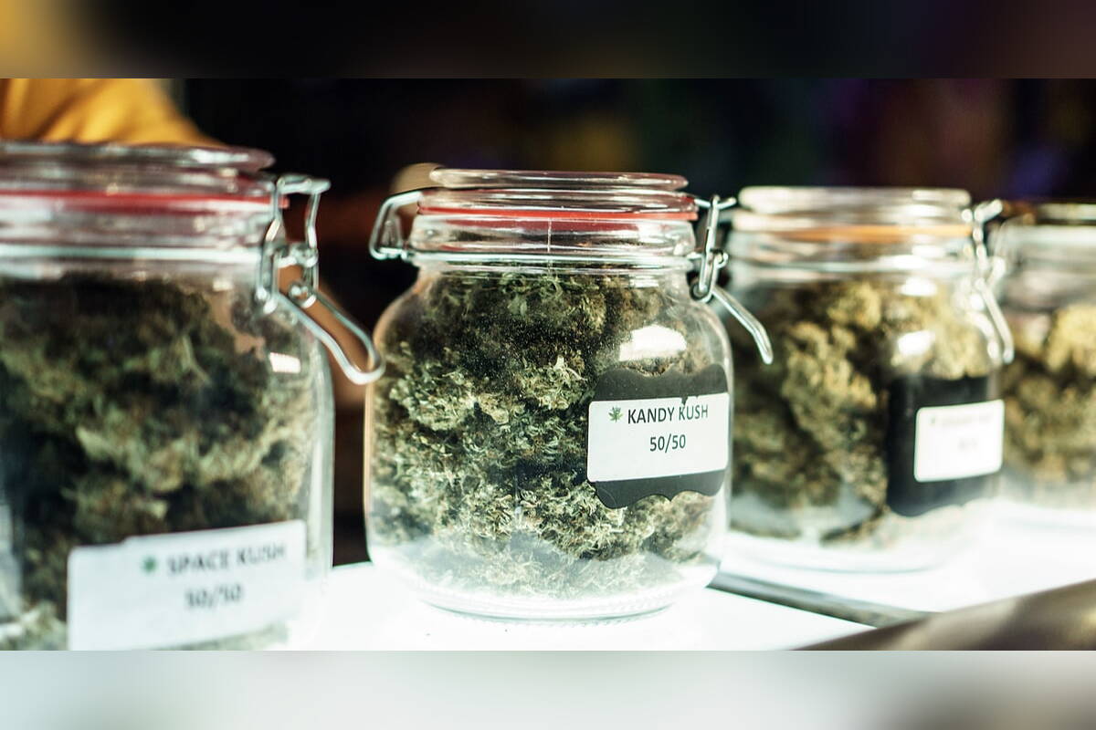 Glass jars of cannabis buds on a head shop shelf