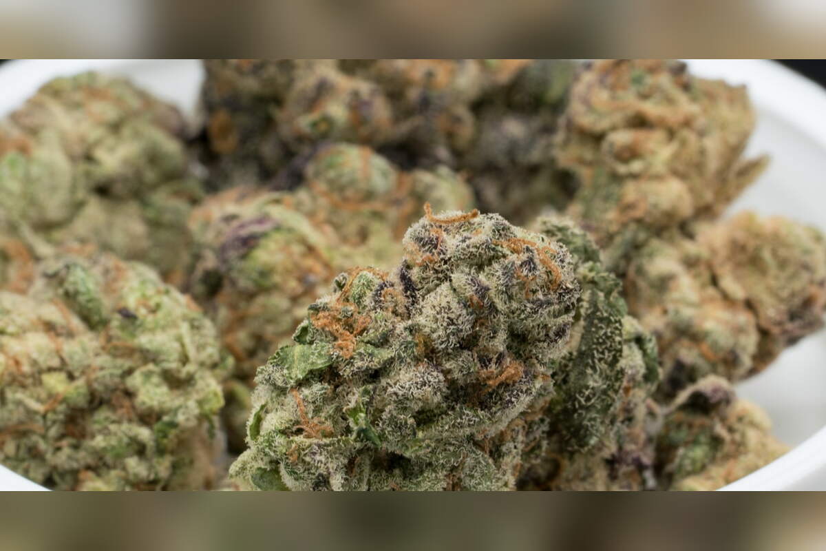 Close-up of frosty cannabis buds in a bowl