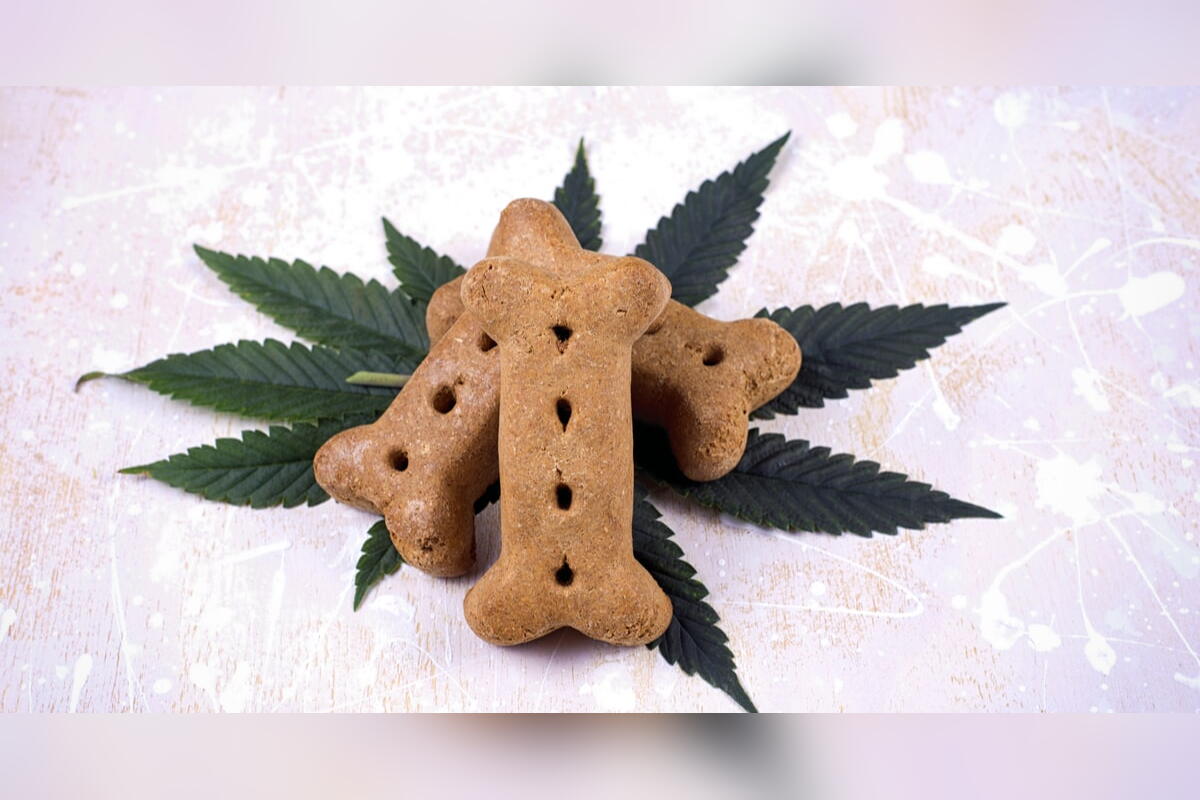 Bone-shaped dog treats on a cannabis leaf