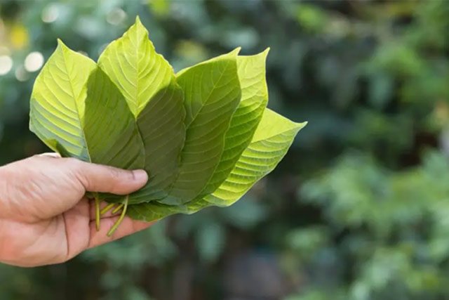 What to Do if You Notice Any Kratom Symptoms in Your Heart