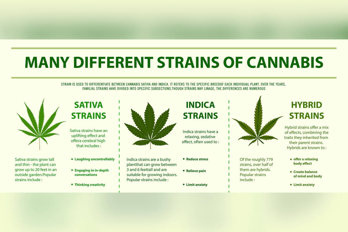 Infographic of sativa, indica and hybrid cannabis strains