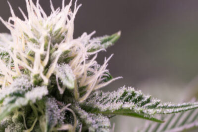 Top 5 CBG Flower Products