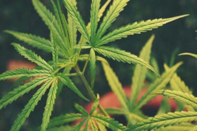 NuLeaf CBC Oil: A Comprehensive Review