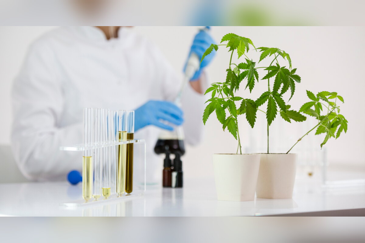 Scientist testing CBD samples in test tubes beside hemp plants