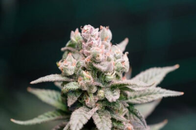 Does HHC Make You High?