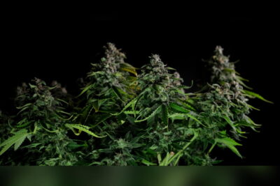 The Top 5 CBD Inhalers: Fast-Acting Relief and Maximum Benefits