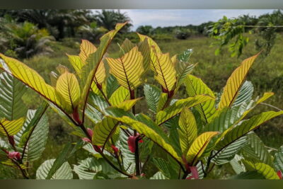 Yellow Borneo Kratom: Everything You Should Know