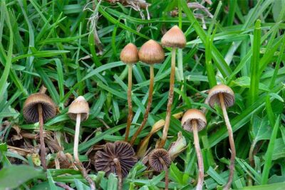 Does Mushrooms Show Up On a Drug Test