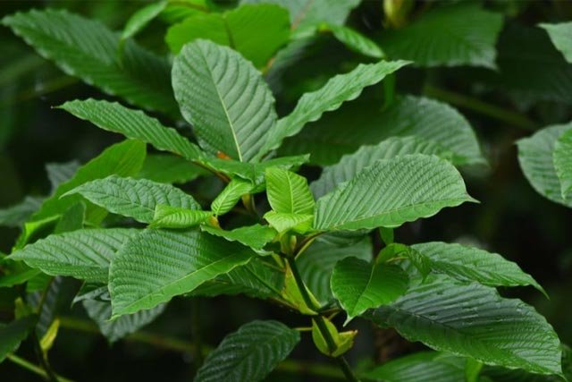 How Does The Location Affect Kratom