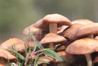 How Long Does It Take for Shrooms to Kick In