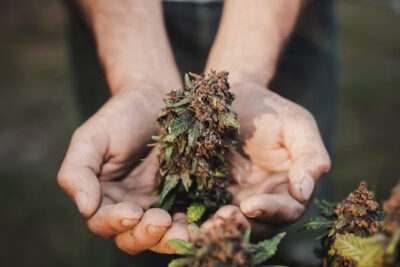 Indoor vs Outdoor Weed: Unveiling the Pros and Cons of Growing Cannabis