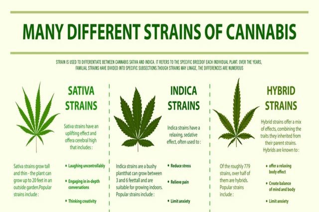 Strains of Cannabis