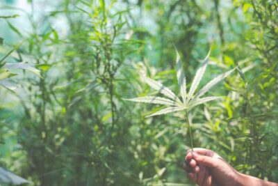 Is Delta 9 Legal in North Carolina?