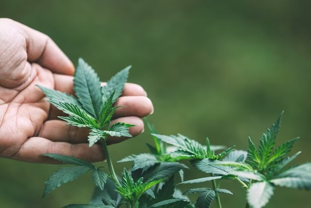 cannabis-derived delta 9 THC
