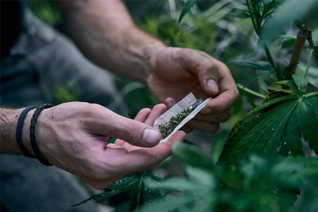 Hands rolling a joint among cannabis plants