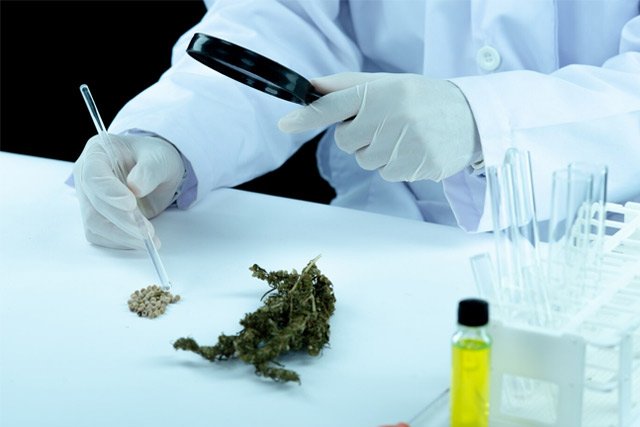 Lab scientist examining cannabis samples with a magnifying glass