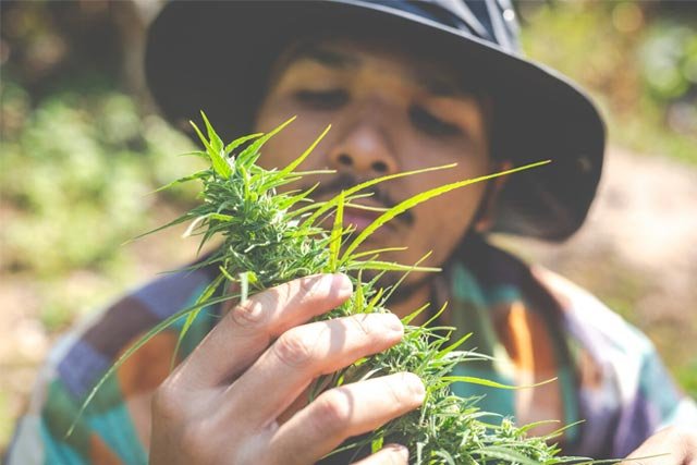 Man in a bucket hat smelling a fresh cannabis bud